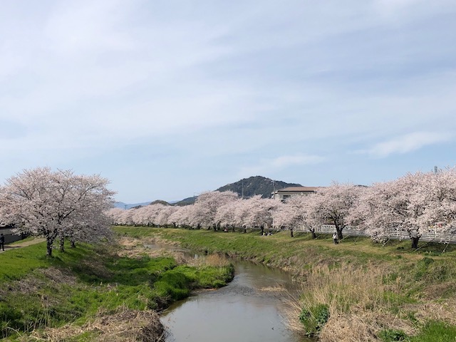 近江の桜