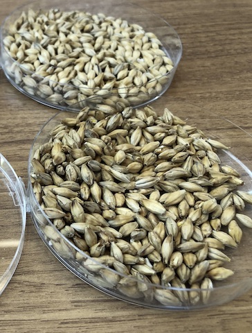 麦芽。上が北海道麦芽(自社製麦)、下が英国産麦芽(heavily peated)