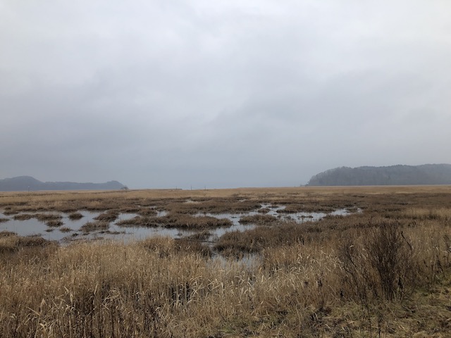 別寒辺牛湿原(べっかんべうししつげん)