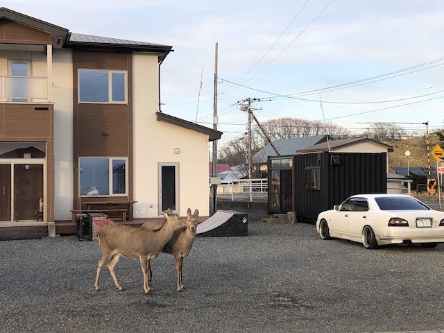 エゾシカが、民家に遊びに来る