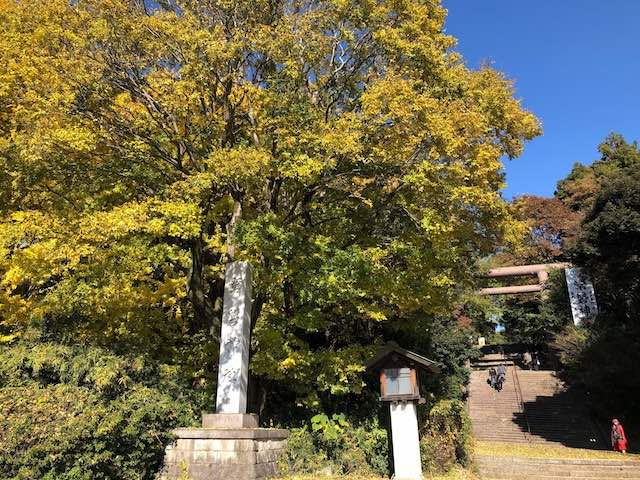 常磐神社の銀杏