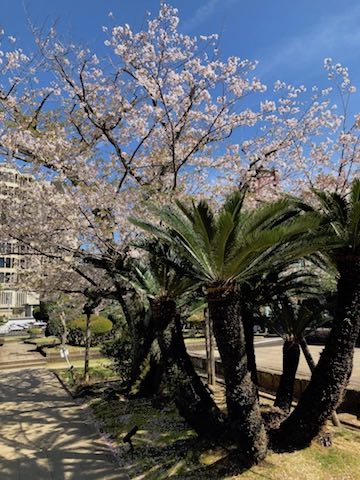 出島の桜と棕櫚