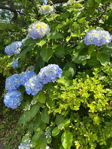 紫陽花