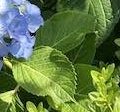 紫陽花、おだやか、小田原城