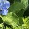 紫陽花、おだやか、小田原城