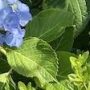 紫陽花、おだやか、小田原城