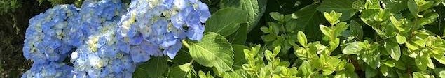 紫陽花小田原