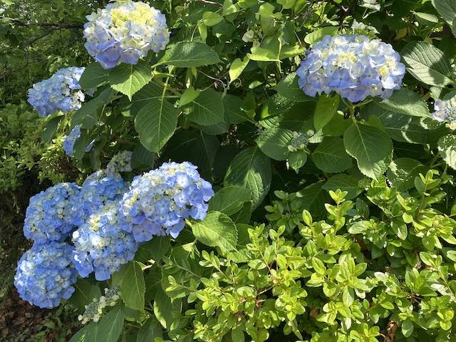小田原紫陽花