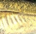 アジを食べに、小田原へ。