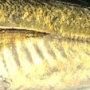 アジを食べに、小田原へ。