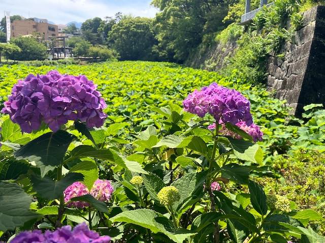 小田原紫陽花２