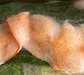 連載「ニッポンさかな酒」にて「生春巻きにはルア・モイ」掲載