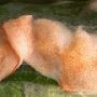連載「ニッポンさかな酒」にて「生春巻きにはルア・モイ」掲載